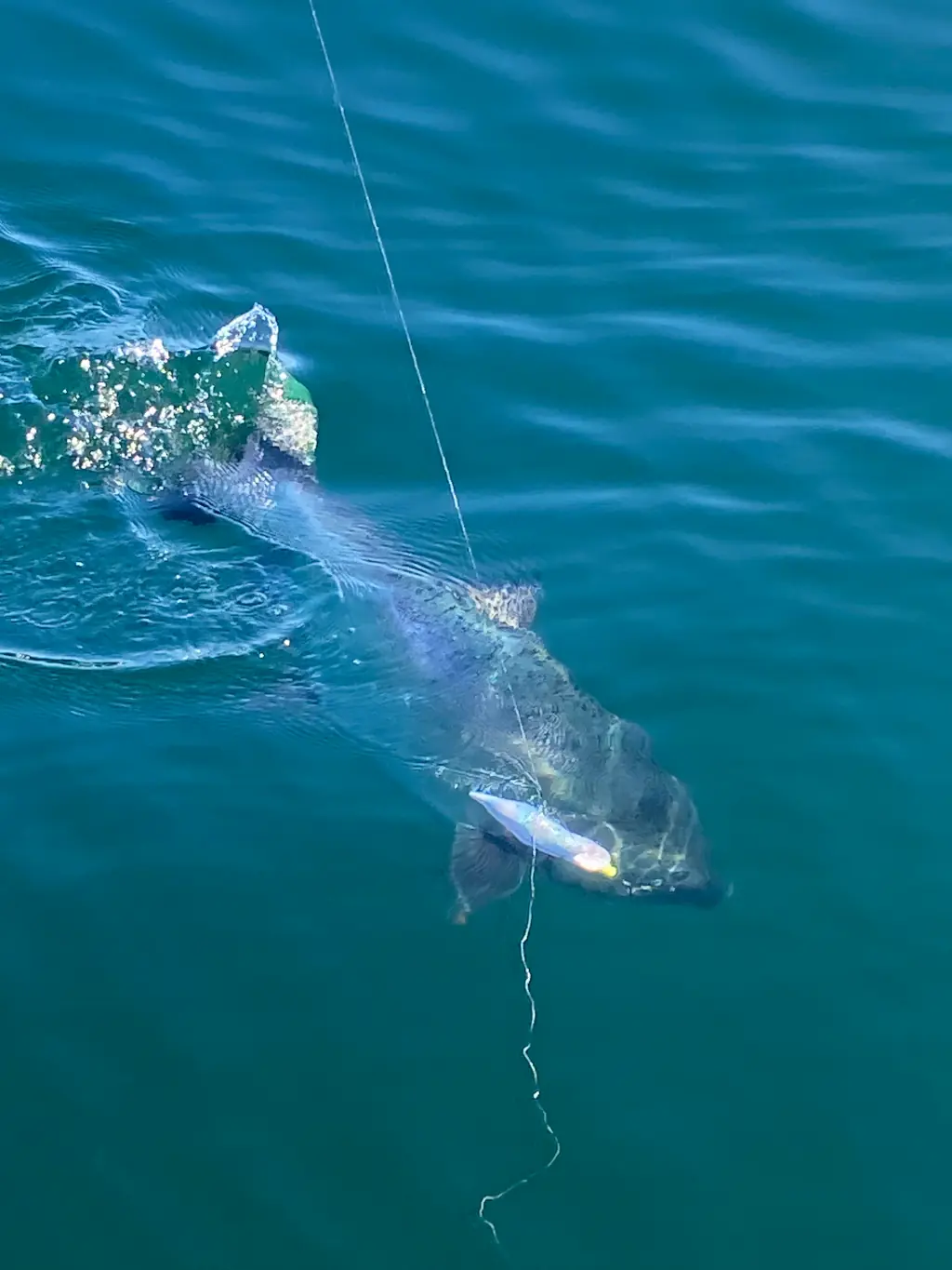 salmon being reeled in near Comox